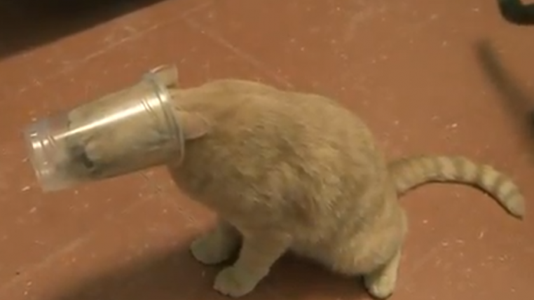 catstuck.png