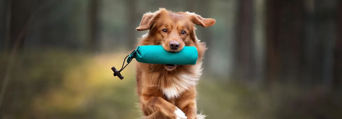96392cf1ce39b8836370bdc8dbf717c6b292f8e2 Hund apportiert Futterbeutel