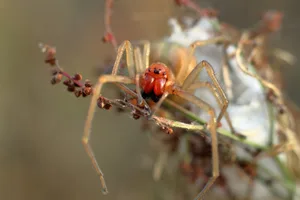 Die Ammen-Dornfinger ist eine der giftigsten Spinnen der Schweiz.