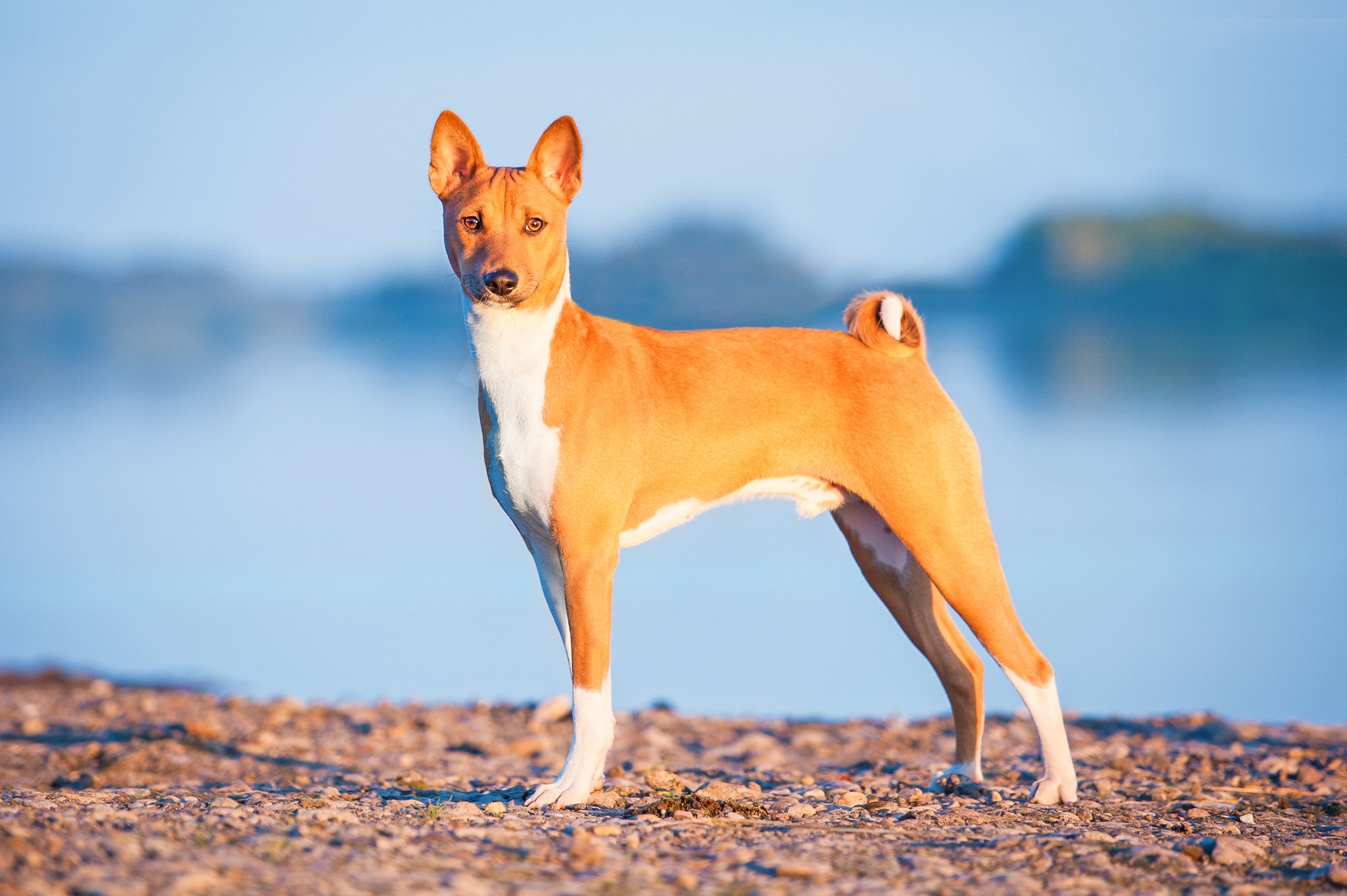 Basenji – der jodelnde Hund