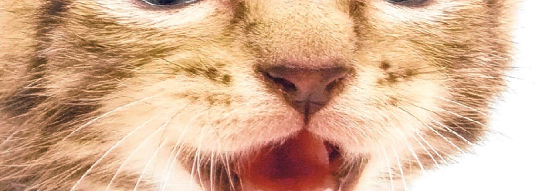 katze_plaudert.jpg