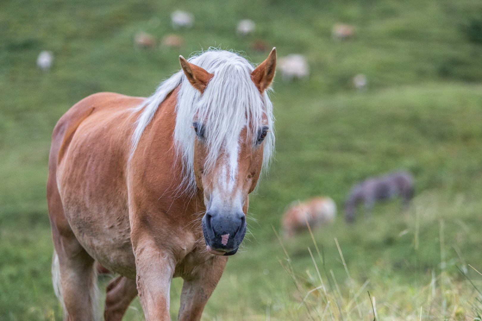 Haflinger: blonde Pferde aus den Tiroler Alpen