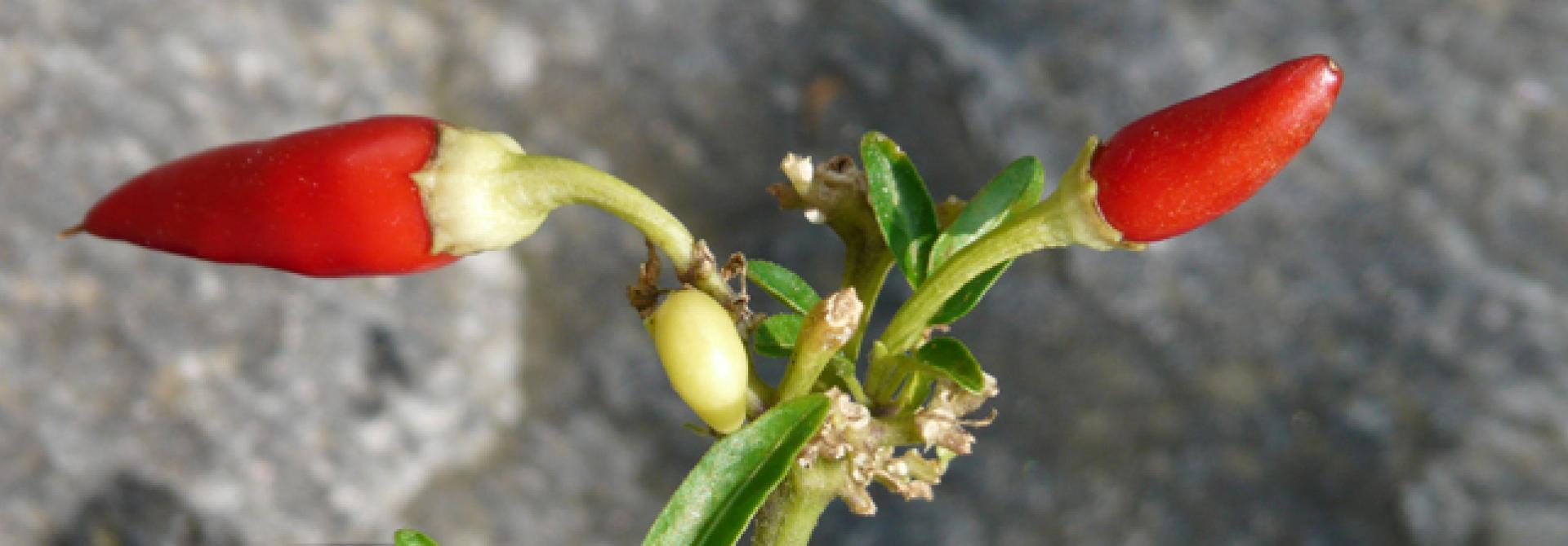 chili-8792_s.jpg