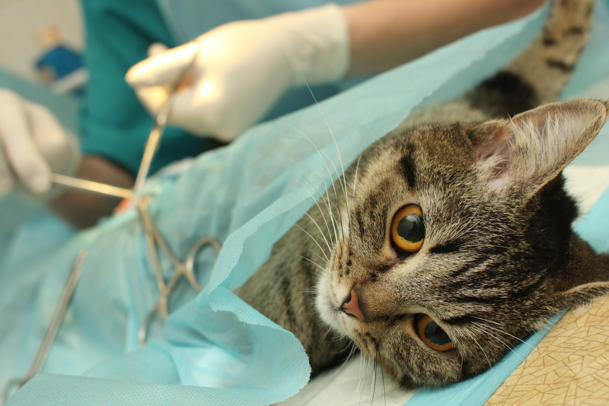 Warum das Katzenleid in der Schweiz hoch ist