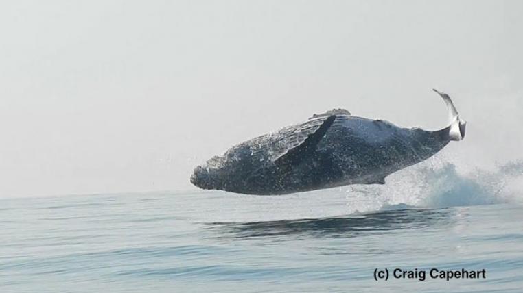 humpback-youtube-s.jpg