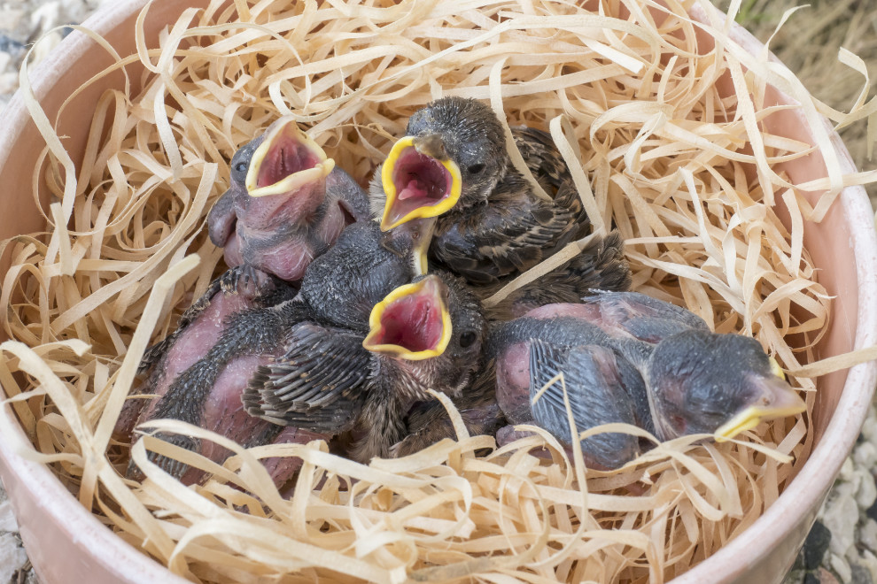 Hilflose Jungvögel?