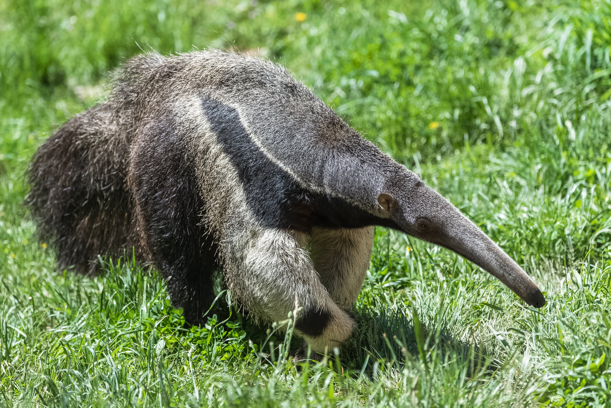 Wie der Ameisenbär den Ameisen das Fürchten lehrt