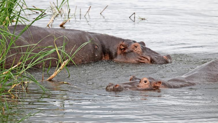 Flusspferde im Akagera-Nationalpark, Ruanda