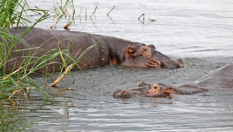 18ba942617418e06b65cbce8156f95d8bd750978 Flusspferde im Akagera-Nationalpark, Ruanda