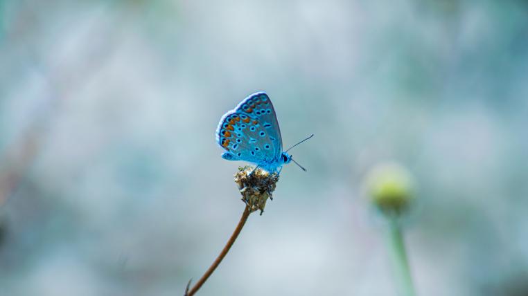 Schmetterling