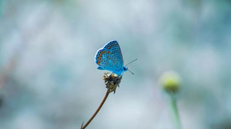 e55751bbc8778bd90138d1bdd16249f7f16c6261 Schmetterling