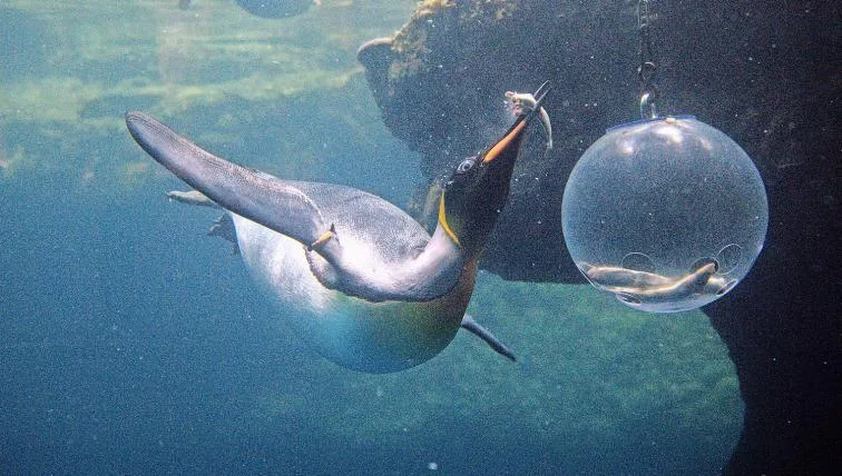 b32719f71a025af33aae7583de8d31f216b668ee 01-Pinguine_21.JPG