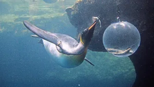 Ein Königspinguin aus dem Zoo Basel schnappt sich einen Fisch aus der Kugel.