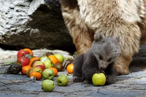 Der kleine Braunbär ist drei Monate alt.