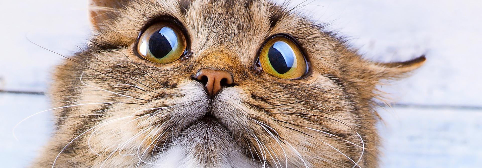 katze-schluckauf.jpg