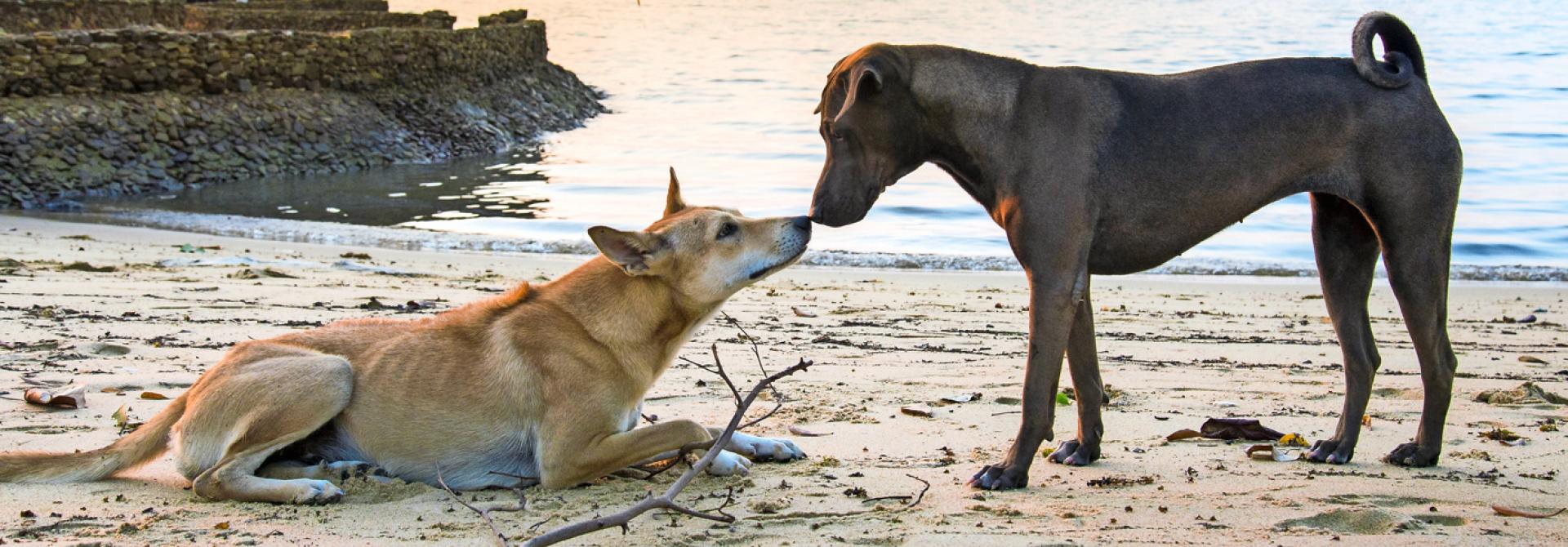 Hund und Hündin am Strand