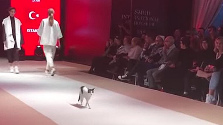 katze-modenschau.jpg