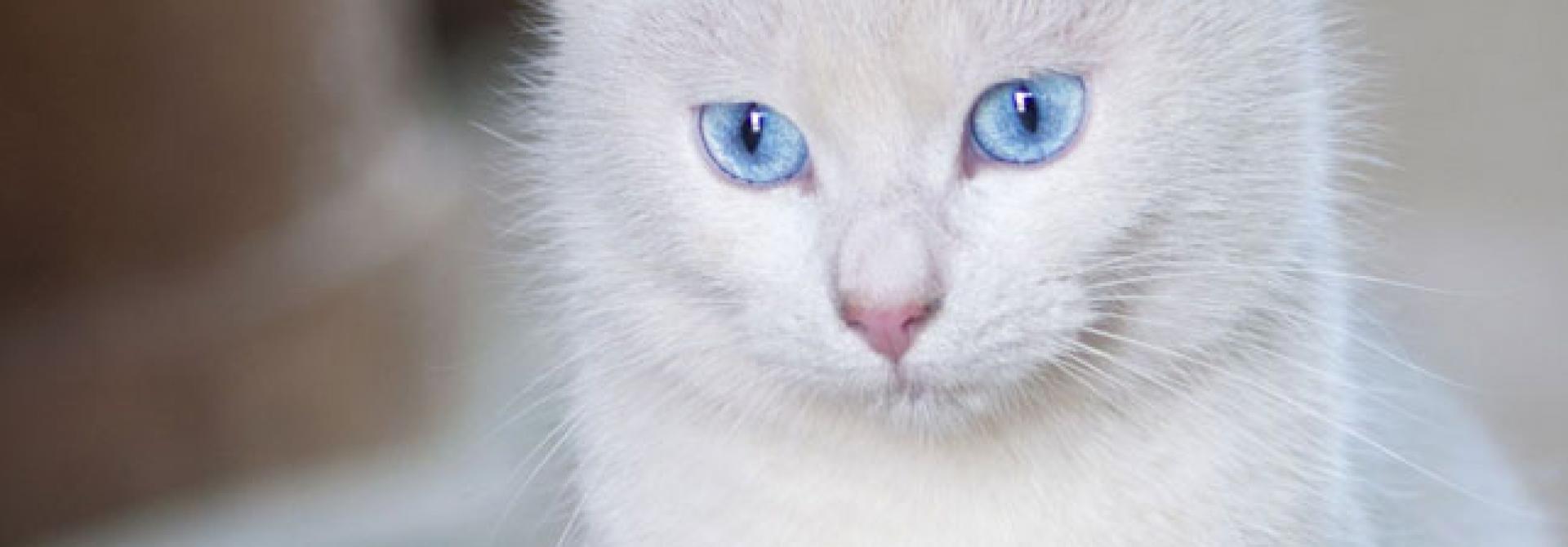 TaubeKatze_dreamstime.jpg