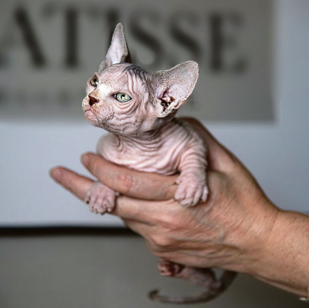 Bullycats, eine Kreuzung von Sphynx- und Munchkin-Katzen