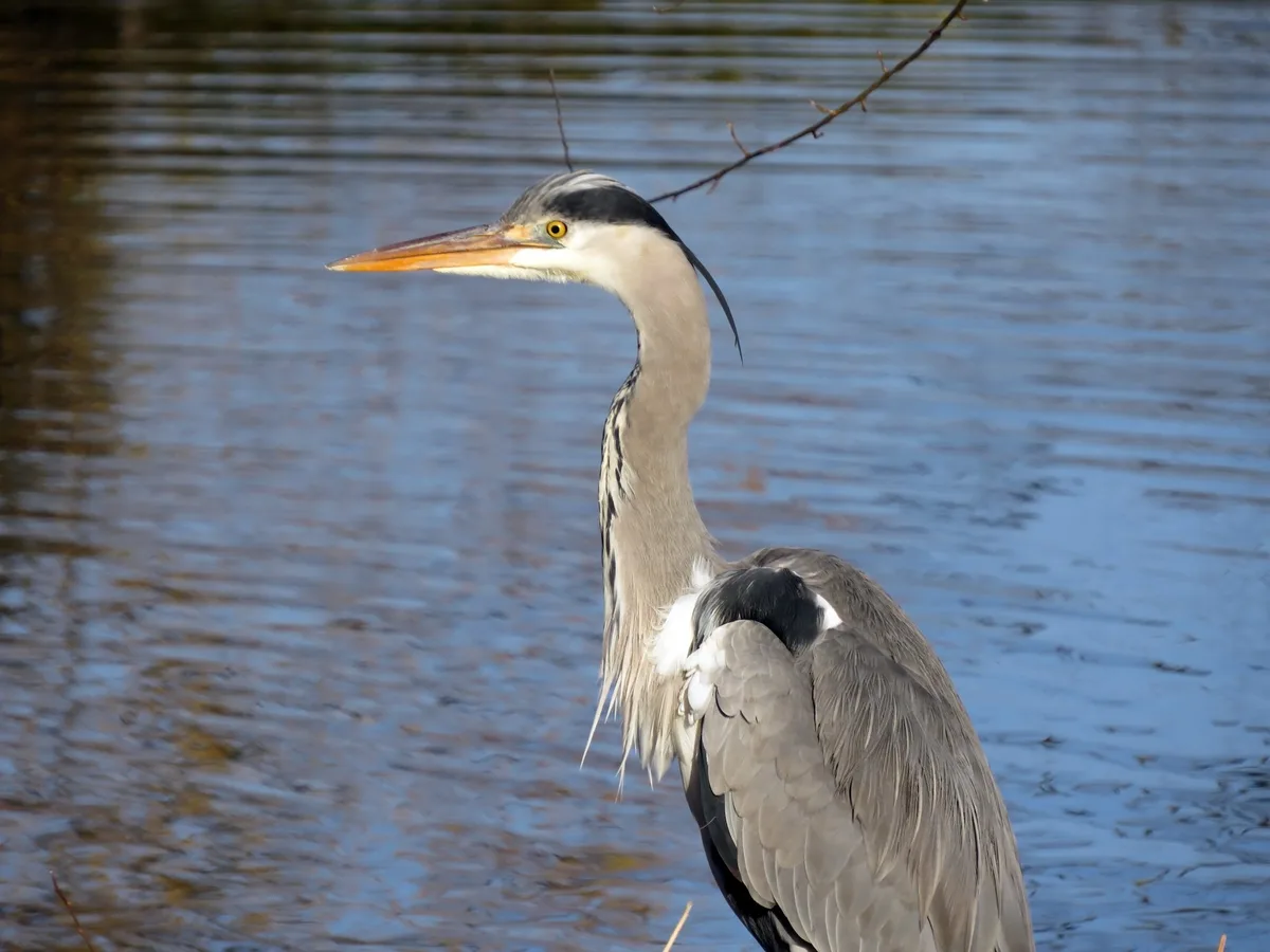 shutterstock_1930824767 Der Graureiher: Fischjäger auf Stelzen