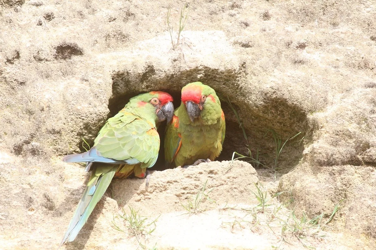 IMG_5909_Kopie Rotohrara: Koloniebrüter aus Hochtälern Boliviens