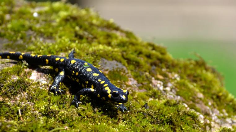 Feuersalamander