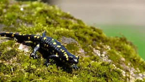 Der Feuersalamander ist eines der Tiere, die im Natur- und Tierpark umziehen mussten.