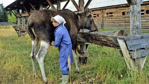 Eine Elchkuh zu melken, ist gar nicht so einfach: Haben die Tiere keine Lust, so gibt es auch keine Milch.