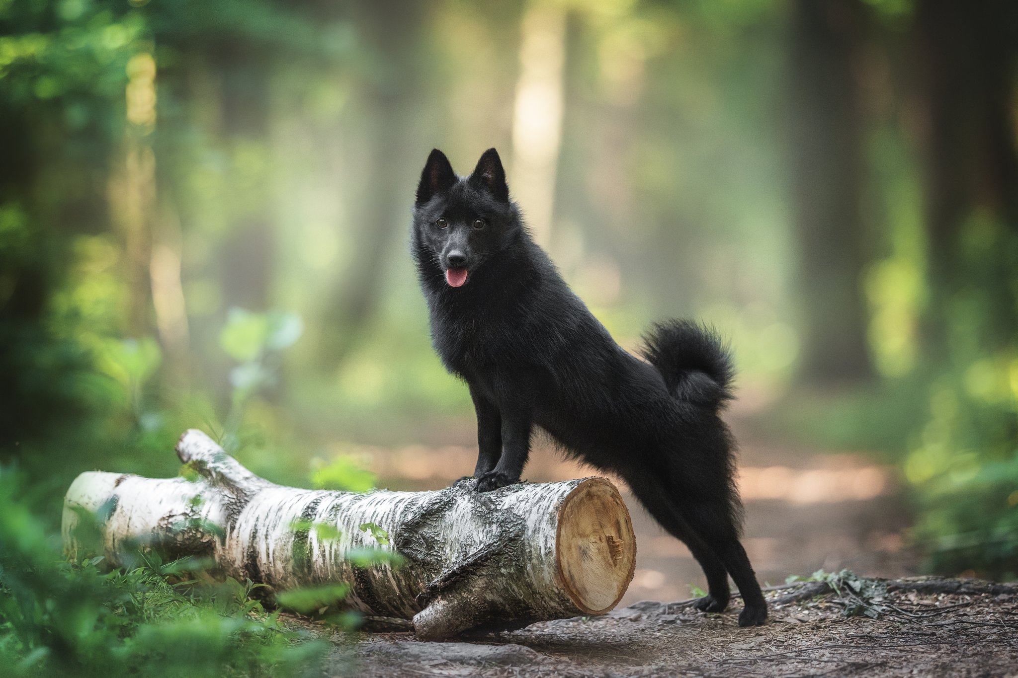 Schipperke – der kleine Kapitän