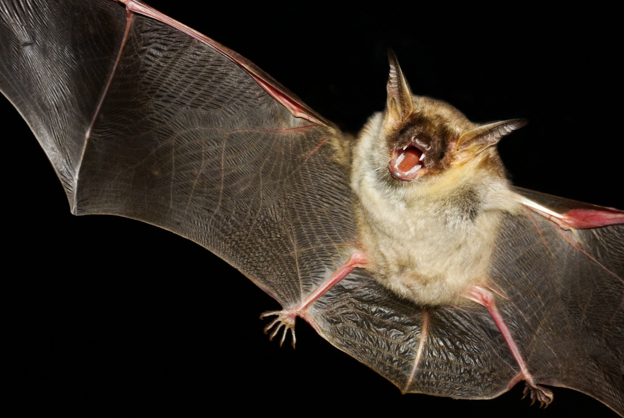 Fledermaus imitiert Insektengeräusche