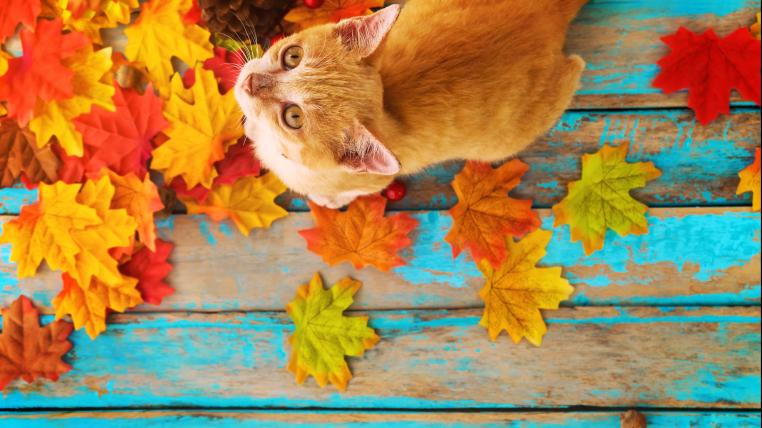 Katze auf farbigen Blättern im September
