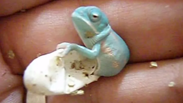 5af9d324b3a4c25df47d9e12cee3947245145ded chamaeleon.png