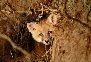 Der Fuchsbau ist nicht die einzige Hinterlassenschaft eines Wildtieres im Wald.
