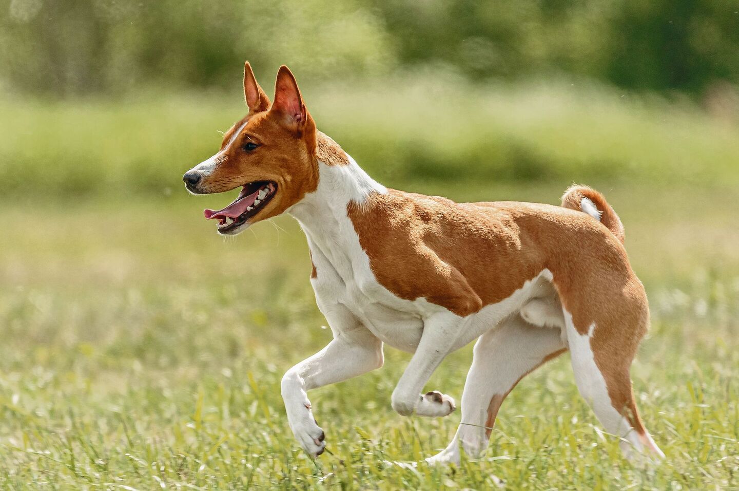 Der Basenji stammt aus Afrika. Das harte Leben im Busch prägte den Charakter des Hundes.