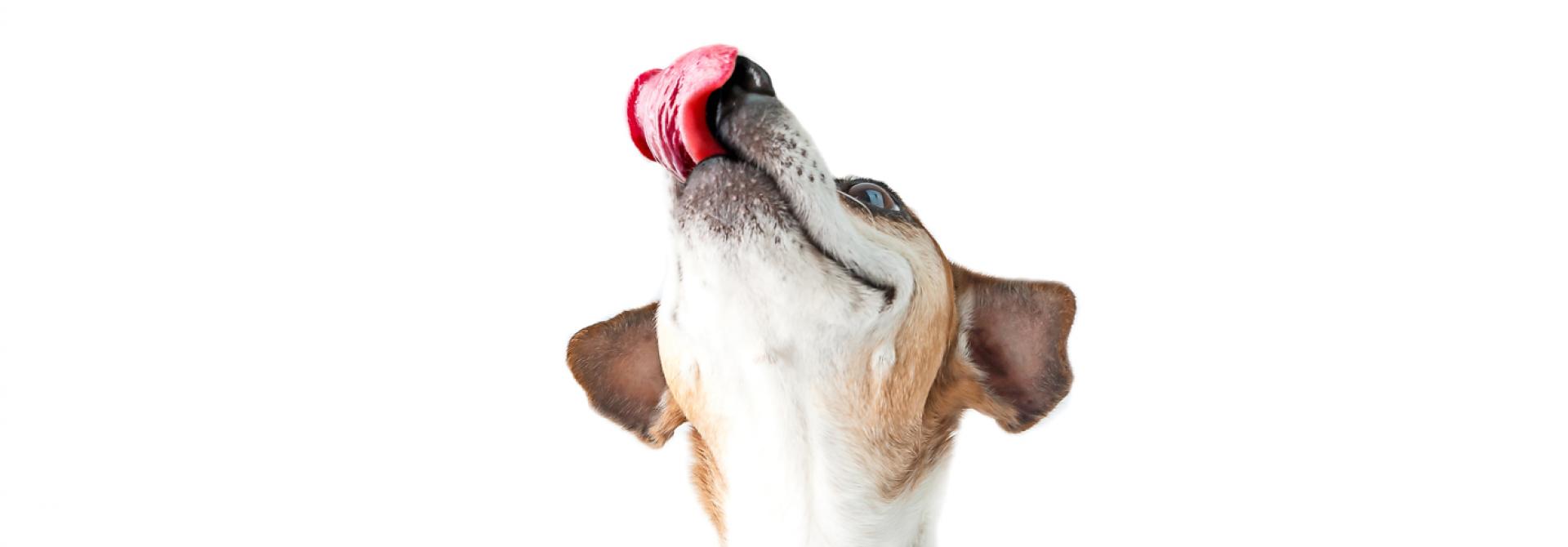 hund-gift.jpg
