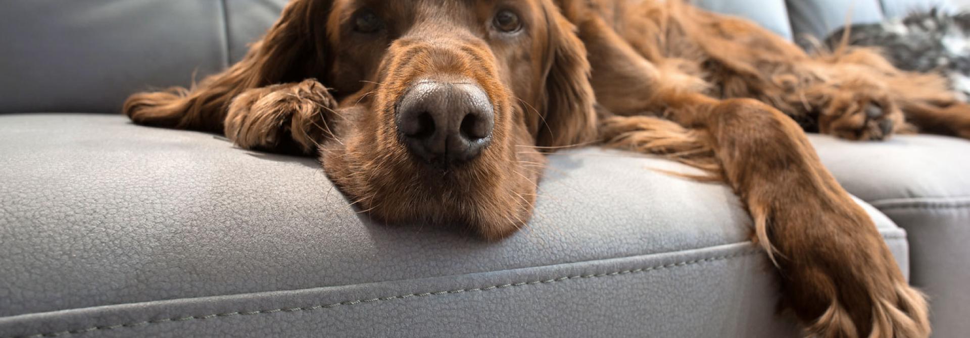 hund-sofa.jpg