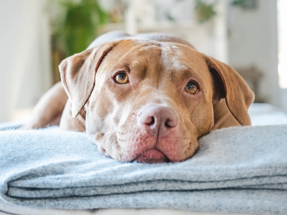 Charming,Brown,Pit,Bull,Lies,On,Cozy,,Layered,Blankets,,Eyes Die neue Quarantäne-Station könnte viel Tierleid verhindern.