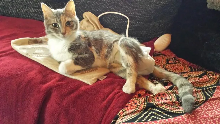 edba678f814239eddad0b2852c5b38773d31076b 02-windelkatzen.jpg