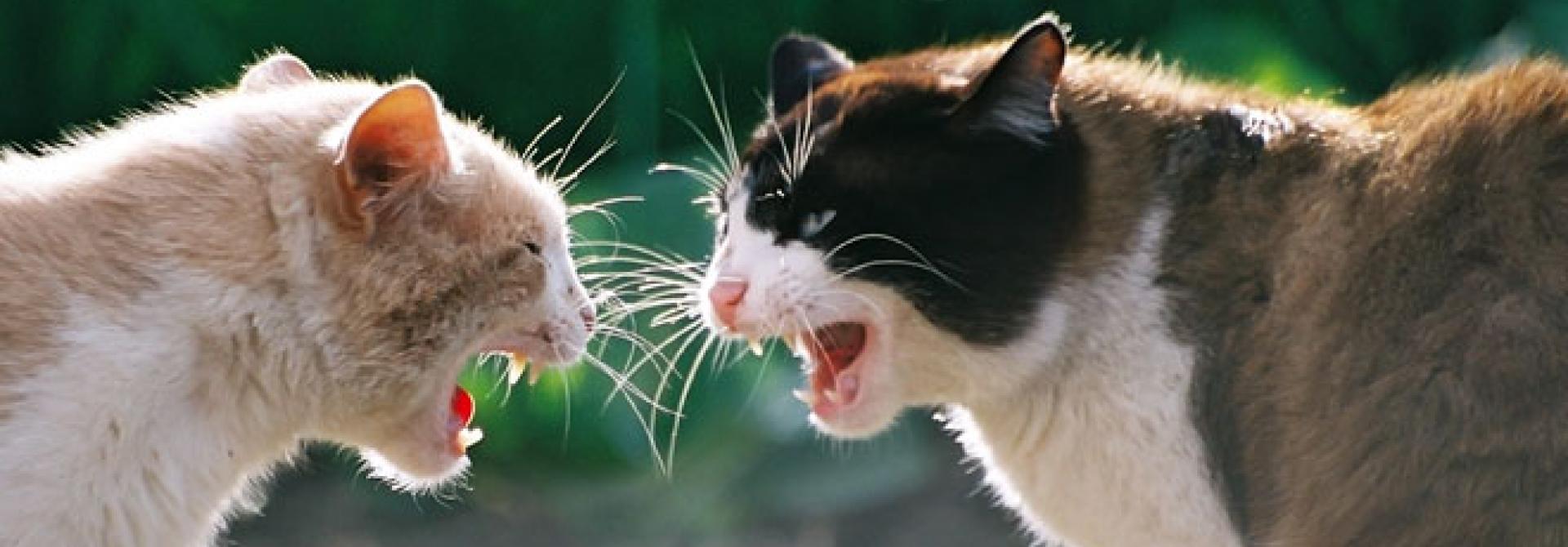 katzenkampf2.jpg
