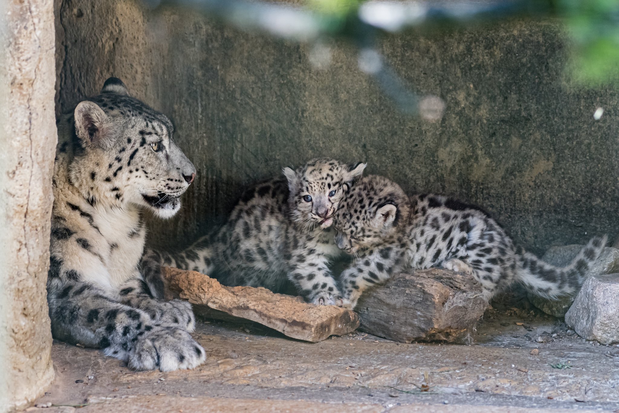 Schneeleoparden-Drillinge im Zoo Basel