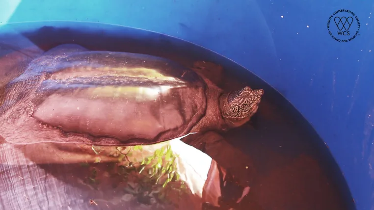 ea0b807ae32ad6fa4ce4c839b486affa947edf47 Jangtse-Riesenweichschildkröte