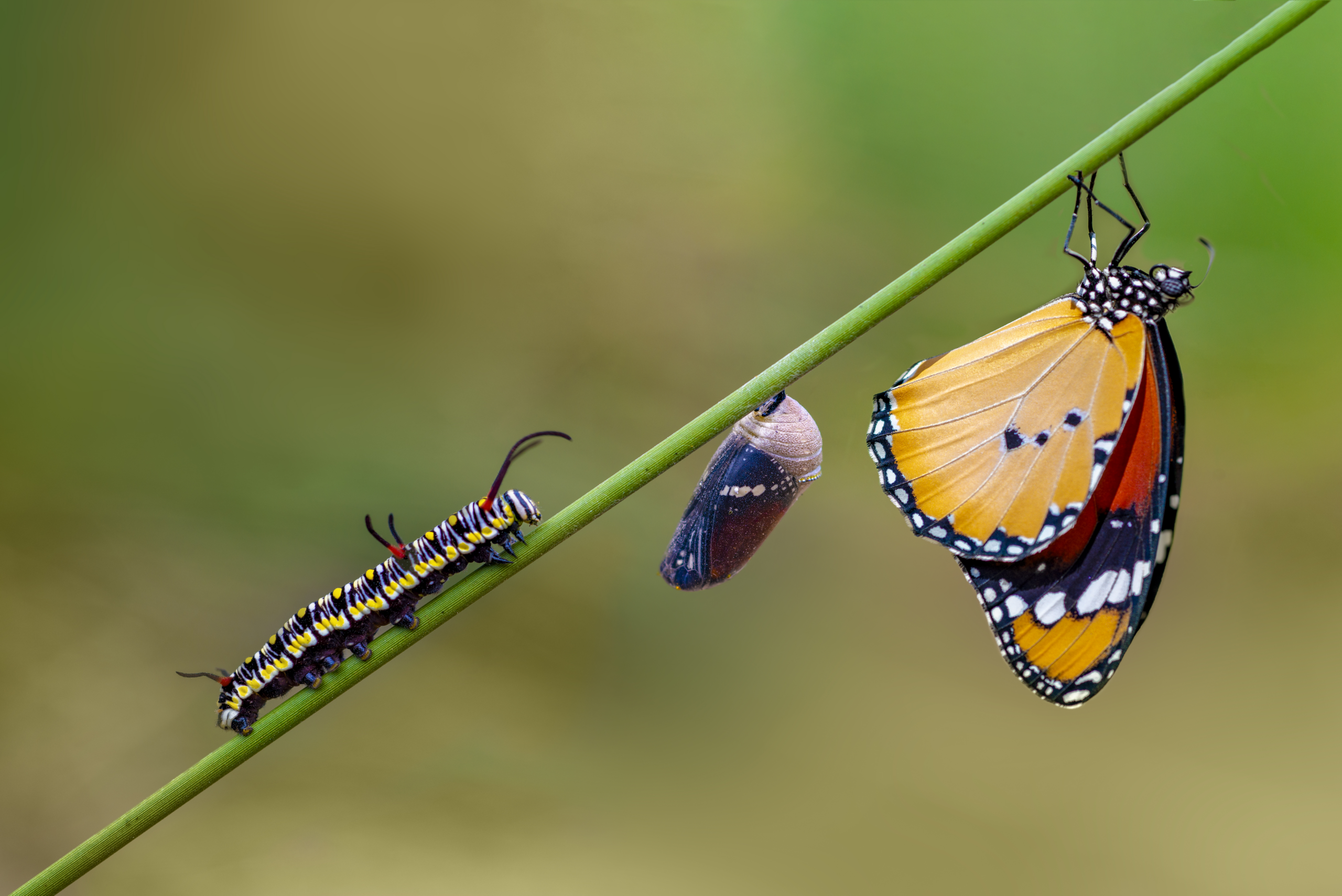 Wie funktionieren Metamorphosen?