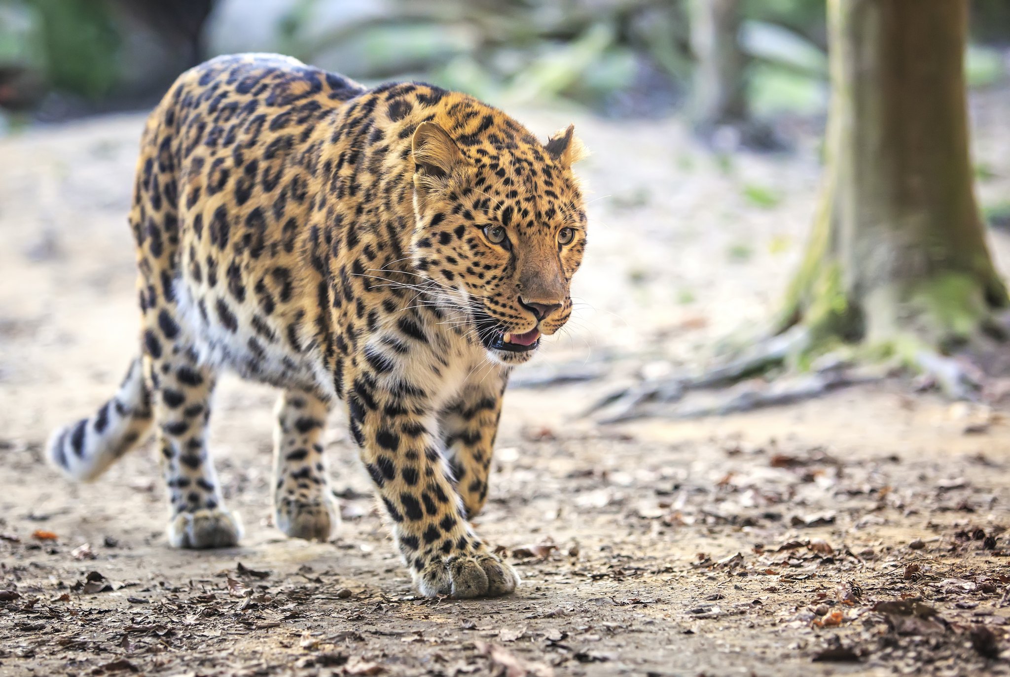 Welche Tiere könnten bis 2050 ausgestorben sein?