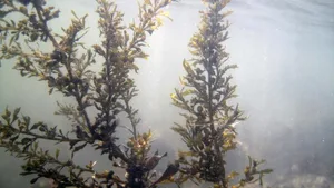 Die Braunalge Sargassum muticum stammt
aus nordasiatischen Gewässern um Japan und
China und ist mittlerweile in vielen Teilen Europas
eingeschleppt. In der Nordsee hat sie im Wattenmeer
auf der ebenfalls eingeschleppten Pazifischen Auster
einen Lebensraum gefunden.