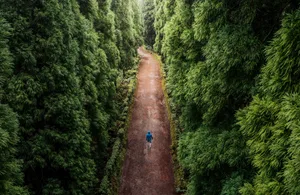 Hält man sich an einfache Verhaltensregeln, stört man beim Waldspaziergang niemanden.