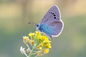 Der Himmelblaue Steinkleebläuling ist nur eine von vielen bedrohten Arten, die im Naturschutzgebiet "Badischer Bahnhof" einen Lebensraum finden.
