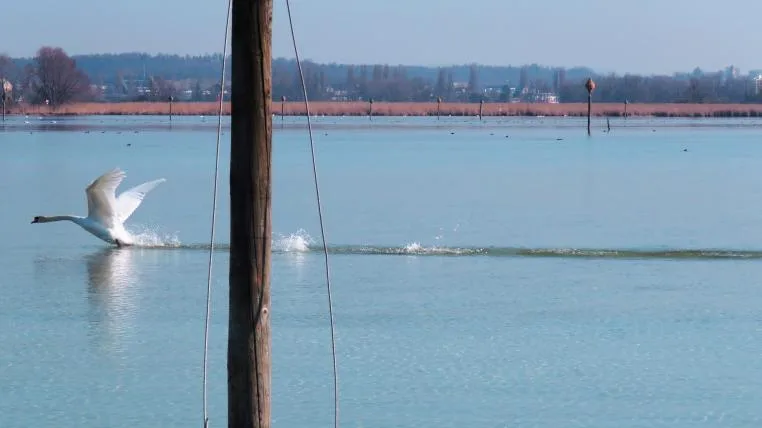 11bf0f6db8923c6346ad07f0a217d25da7d4fc5d Höckerschwan startet am Bodensee