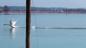 Das flache Wasser und das viele Schilf im Ermatinger Becken am Bodensee ist für Wasservögel ein Paradies.