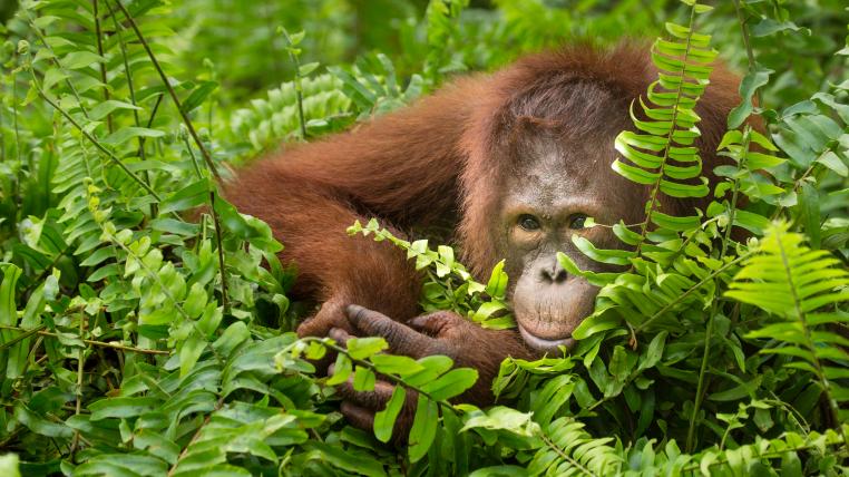 Orang-Utan schaut hinter Farn hervor