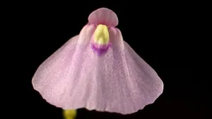 Hübsch, aber nichts besonderes: Die Blüte des Wasserschlauchs. Hier: Utricularia dichotoma.